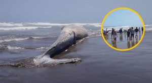 Arequipa: Inmensa ballena sorprende a veraneantes en la playa