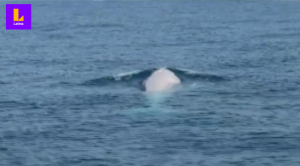 El increíble video de una ballena blanca en las costas de Tailandia