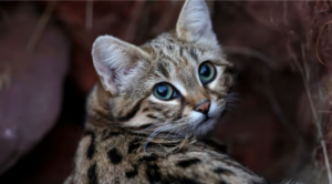 Adorable pero peligroso: conoce al gato más letal del mundo