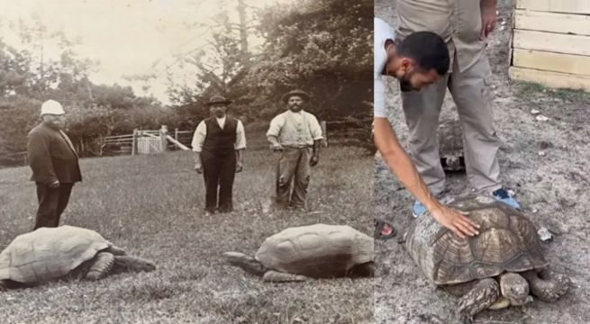 Conoce a Jonathan, el animal más longevo del mundo con 191 años