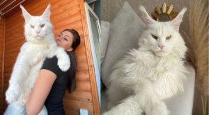 Maine Coon, la raza de gatos que conquista las redes sociales con su enorme tamaño