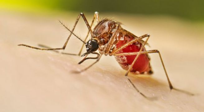 Truco casero: cómo espantar a los mosquitos de manera sencilla