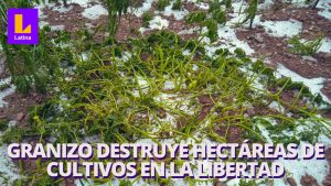 La Libertad: agricultores pierden más de mil hectáreas de sembríos a causa de granizada