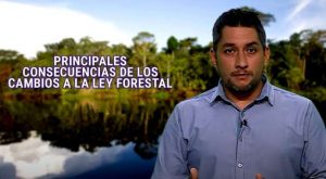 ¿Cómo perjudica la nueva Ley Forestal a la tarea de preservar y conservar bosques tropicales? | VIDEO