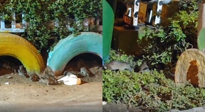 San Juan de Lurigancho: vecinos de Santa Rosita están atemorizados por plaga de ratas | VIDEO