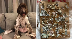 Perrito se comió 4 mil dólares ante el asombro de sus dueños