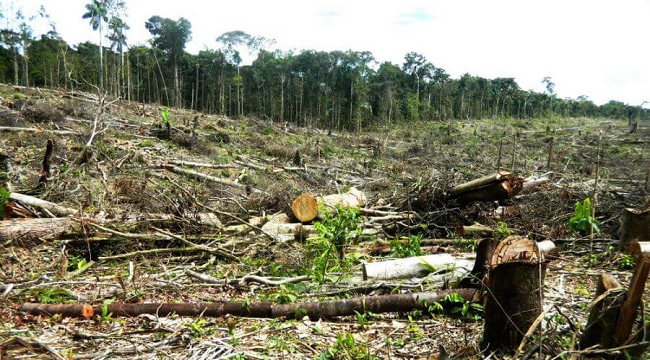 Universidad Agraria alerta por Ley Forestal que amenaza la Amazonía Peruana