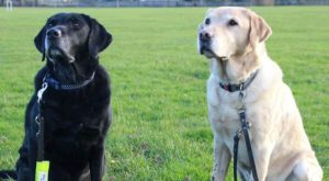 Perros guías separados de cachorros se reencuentran 10 años después | VIDEO