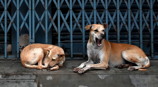 Chile: Municipalidad exige sacrificar a 4500 perros callejeros