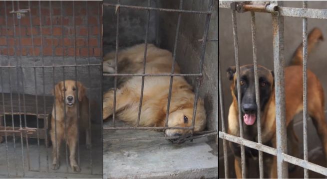 Sin techo y entre rejas oxidadas: así viven los perros de la unidad canina de la policía