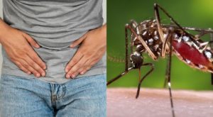 Dengue puede provocar erecciones involuntarias, según estudio