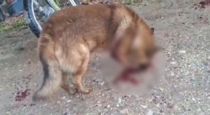 Difunden video de hombre que habría apuñalado a perrito en Amazonas