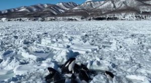 Orcas atrapadas en el hielo luchan por respirar | VIDEO