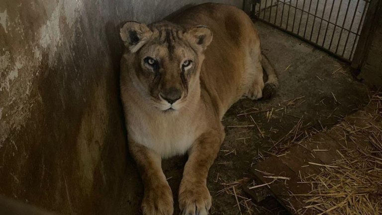 Leona ‘Cori’ fallece en el zoológico de un paro cardiorrespiratorio 