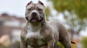 Prohíben los perros American Bully XL en Reino Unido: ¿cuál es la razón?