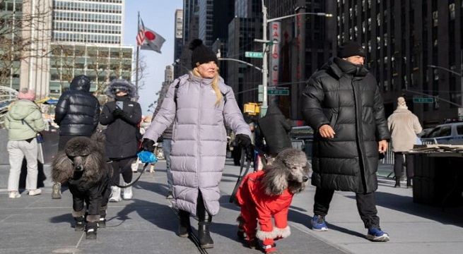 Perros y gatos invaden Nueva York: la ciudad ahora tiene más mascotas que niños