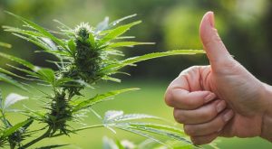 Este país de Europa legaliza el consumo recreativo del cannabis