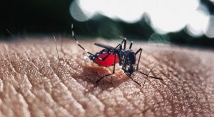 ¿Cuáles son las 5 regiones que no reportan casos de dengue?