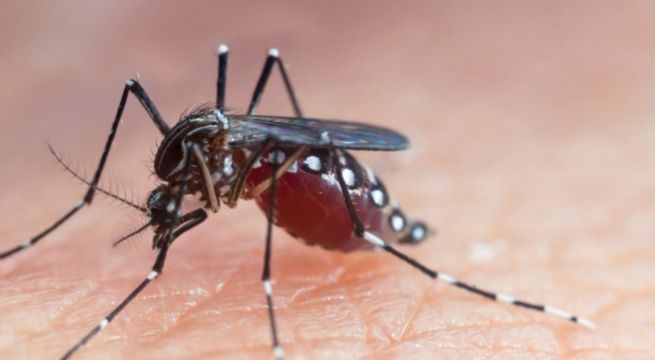 Gobierno declara Emergencia por dengue en 20 departamentos: ¿cuáles son?