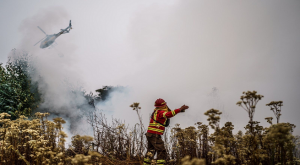 Incendios forestales en Chile: Esto dicen los expertos