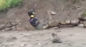 Bolivia: Trabajadores salvan de morir a perrito en río | VIDEO