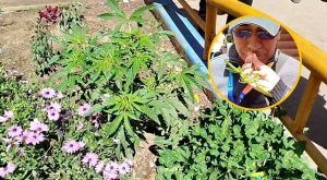 Juliaca: Encuentran plantación de Marihuana en un parque de la ciudad