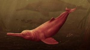 ¡Gigante de las aguas! Así fue el hallazgo del delfín de río más grande de la historia vivió en la antigua Amazonía peruana