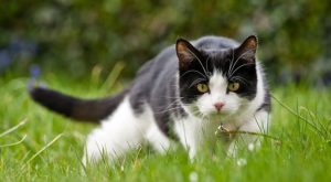 Los gatos no son asociales ni distantes, son incomprendidos: esto dice una investigación