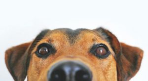 Un nuevo estudio revela la sorprendente capacidad de los perros para relacionar palabras con objetos