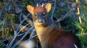 Descubren nueva especie de pudú en el norte de Perú tras décadas de investigación