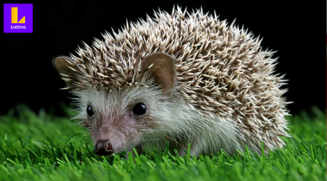 Pensó que era un erizo bebé, lo cuidó como mascota y luego se enteró de que era un pompón