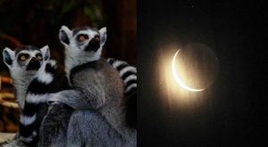 Eclipse Solar 2024: cómo reaccionan los animales ante este fenómeno astronómico