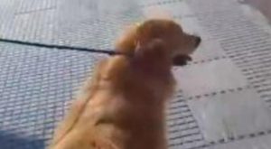Mujer lleva a su perro a la carnicería para sacrificarlo y reacción se vuelve viral
