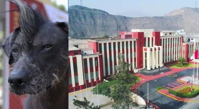 Perro que vivía en la UNI muere: fue atropellado dentro de la universidad