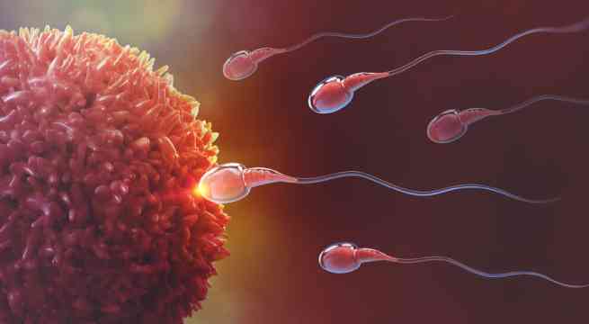 La ciencia acaba con el mito: El espermatozoide más rápido no es el que fecunda, sino el más listo