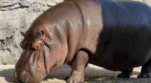 El sorprendente caso del hipopótamo que llegó a Japón como macho, pero resultó ser hembra