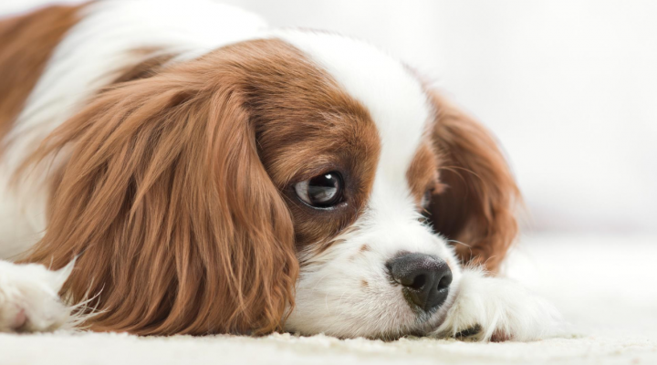 Psicólogo para mascota