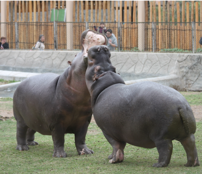 Parque de las Leyendas lanza convocatoria Conoce cómo pertenecer a su