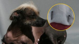 Clínica veterinaria es acusada por mala intervención en operación a perrito