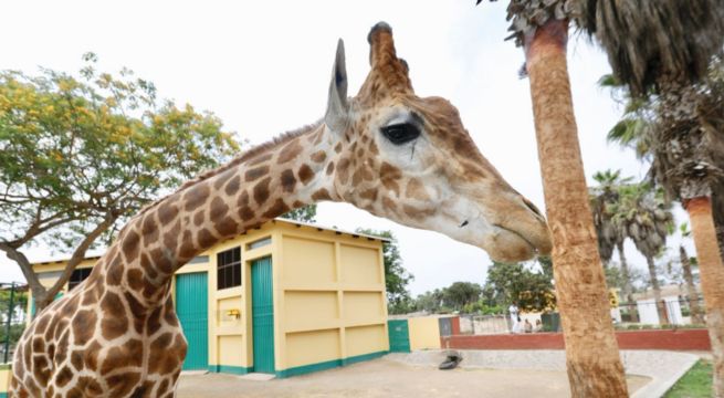 Parque de las Leyendas lanza convocatoria: Conoce cómo pertenecer a su voluntariado