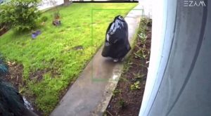 ¡De no creer! Delincuente se disfraza de bolsa de basura para asaltar | VIDEO