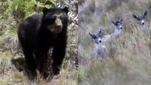 Guardaparques captan a manada de venados andinos y familia de osos en Machu Picchu