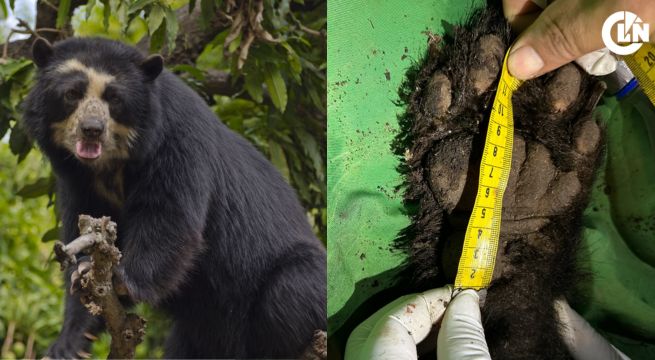 Machu Picchu: Santuario histórico es pionero en monitoreo satelital de osos de anteojos en el Perú