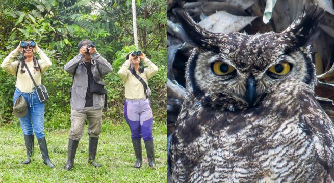 Perú se prepara para liderar el Global Big Day 2024, el mayor evento de avistamiento de aves en el mundo