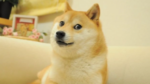Murió Kabosu, la perrita que inspiró el meme viral «Doge»