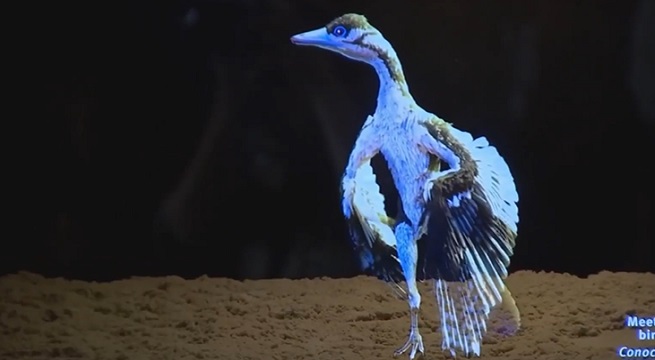 ¡Las aves son dinosaurios con plumas! Fósil de Archaeopteryx en el Museo Field lo confirma