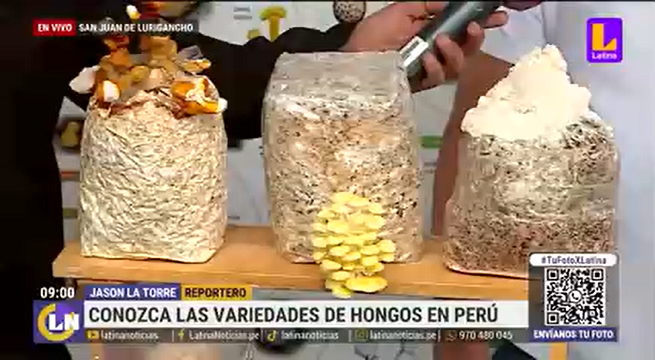 El sorprendente mundo del cultivo y consumo de hongos en Perú | VIDEO