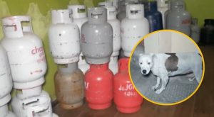 Delincuentes envenenan a perro para robar en distribuidora de gas | VIDEO