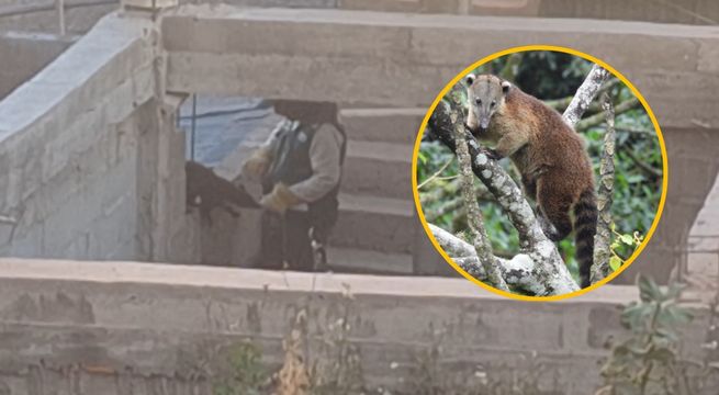 Coatí es rescatado tras permanecer en cautiverio en una vivienda | VIDEO