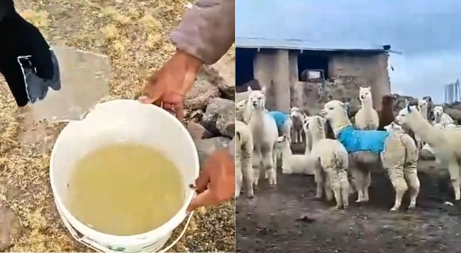 Un lago congelado y alpacas con chompas: Así llega el invierno a un pueblo de Arequipa | VIDEO